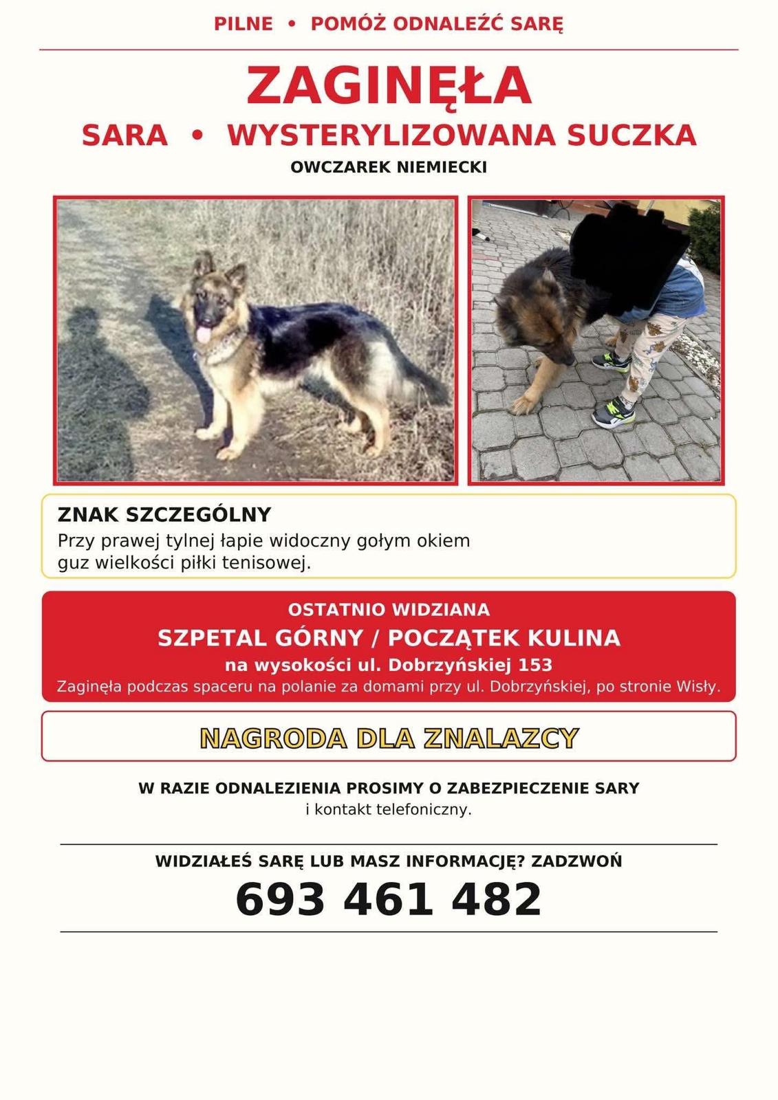 Zaginęła suka Sara