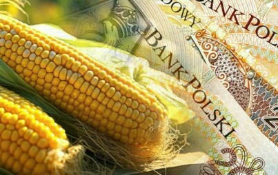 Zdjęcie do Dopłaty do kukurydzy &ndash; wnioski do 29 lutego, biura powiatowe czynne dłużej