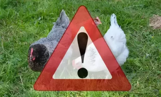 Uwaga wysoce zjadliwa grypa ptaków