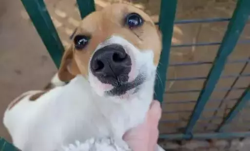 Pies (Jack Russell terrier) znaleziony w miejscowości Bogucin